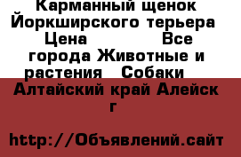 Карманный щенок Йоркширского терьера › Цена ­ 30 000 - Все города Животные и растения » Собаки   . Алтайский край,Алейск г.